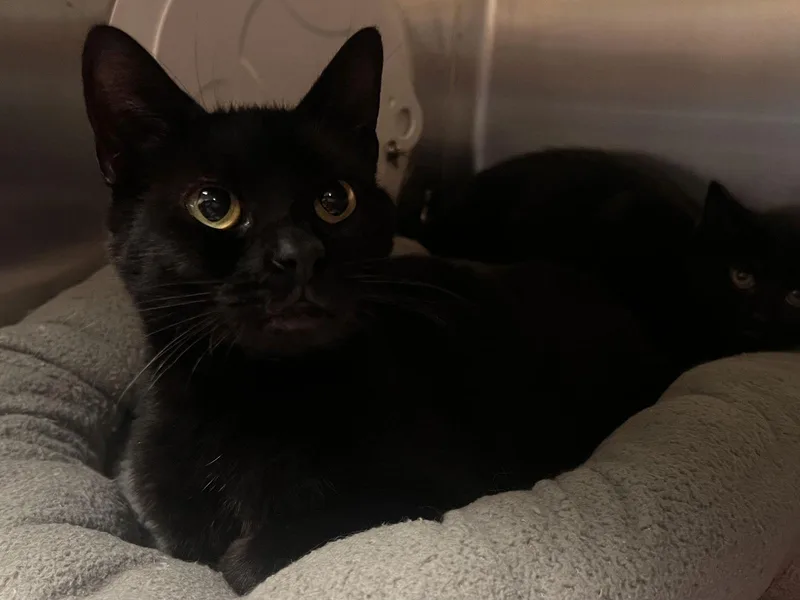 Liberty Chill  Must thumbnail 2