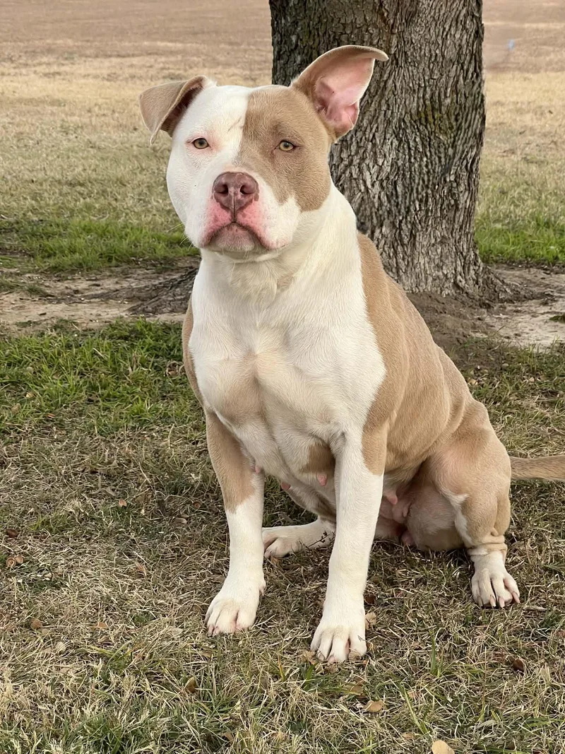 Scarlett thumbnail 2