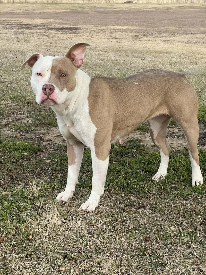 Scarlett thumbnail 3