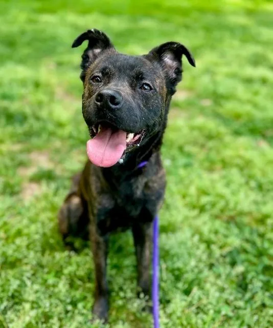 An adult medium-sized male Mixed Breed dog named Mario for adoption in Charlotte, NC