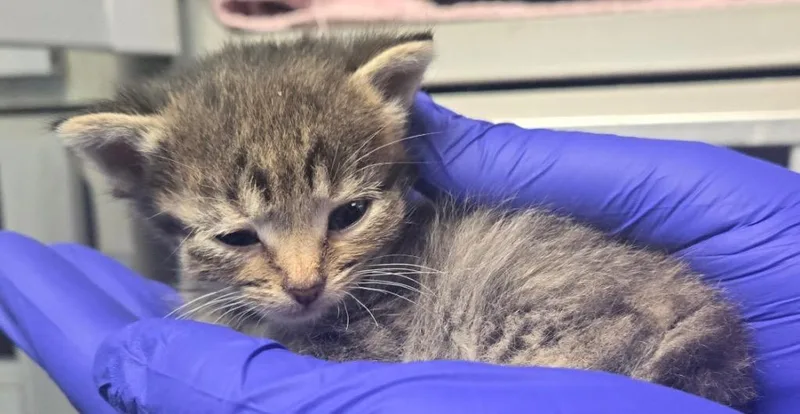 A baby small-sized female Domestic Short Hair cat named TC Anastacia for adoption in Greencastle, IN