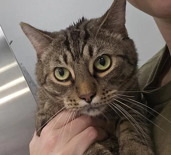 An adult medium-sized male Domestic Short Hair cat named Jeremiah for adoption in Canton, GA