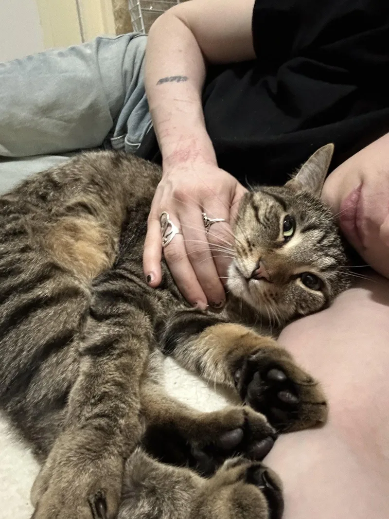 A young medium-sized male Domestic Short Hair cat named Roger for adoption in Brooklyn, NY