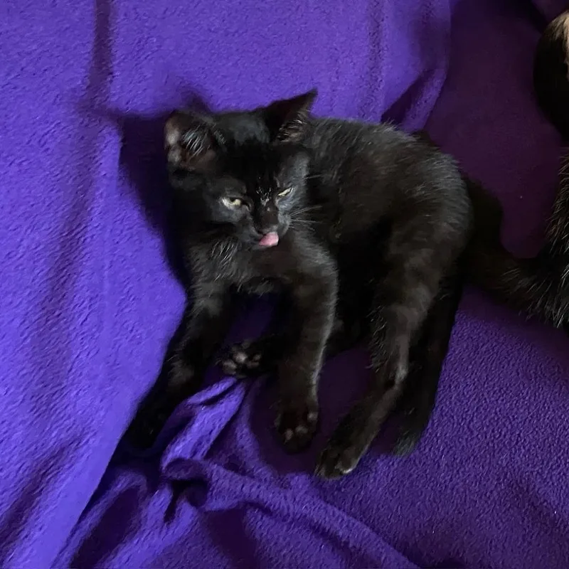 A baby small-sized male Black Domestic Short Hair cat named Michael for adoption in Skokie, IL