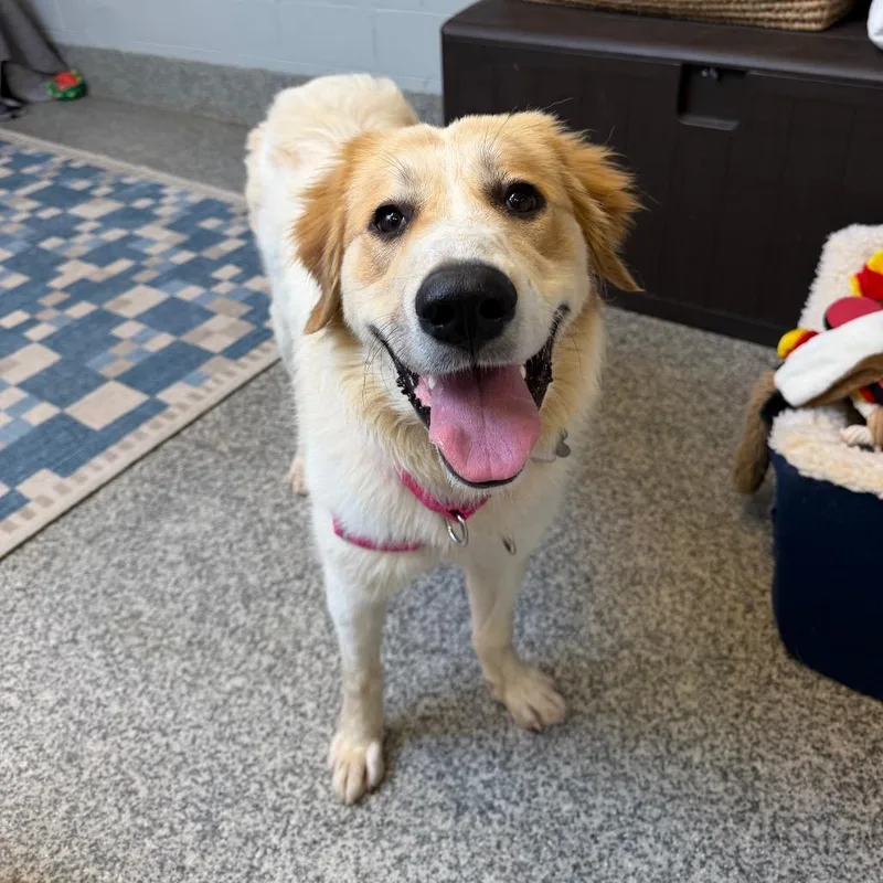 A young large-sized female White / Cream Great Pyrenees dog named Laney for adoption in Falls Church, VA