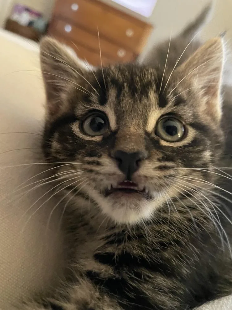 A baby small-sized male Domestic Short Hair cat named Avocado for adoption in Plymouth, MI