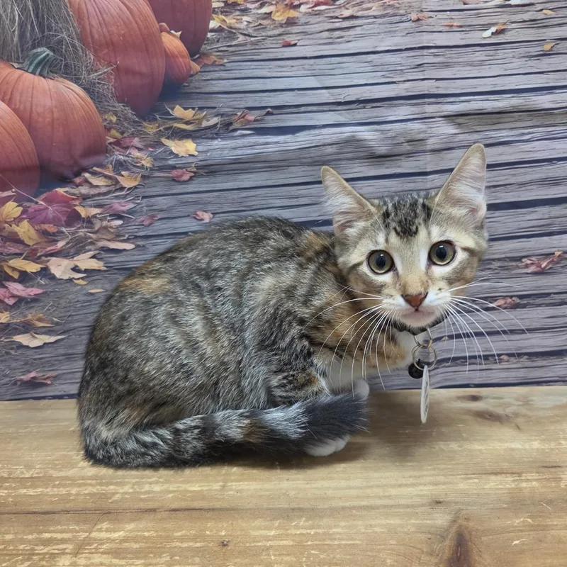 A baby small-sized female Torbie Domestic Short Hair cat named Maxxy for adoption in Normal, IL