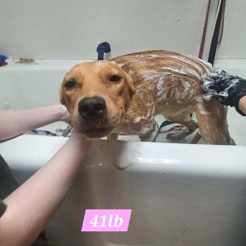 A young large-sized female Yellow / Tan / Blond / Fawn Yellow Labrador Retriever dog named Maisie for adoption in Madill, OK