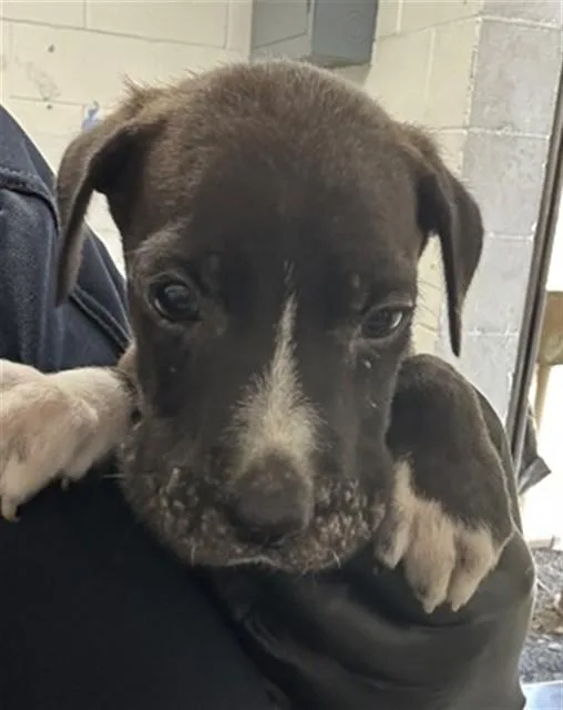 A baby small-sized female Pit Bull Terrier dog named Ivy for adoption in San Bernardino, CA