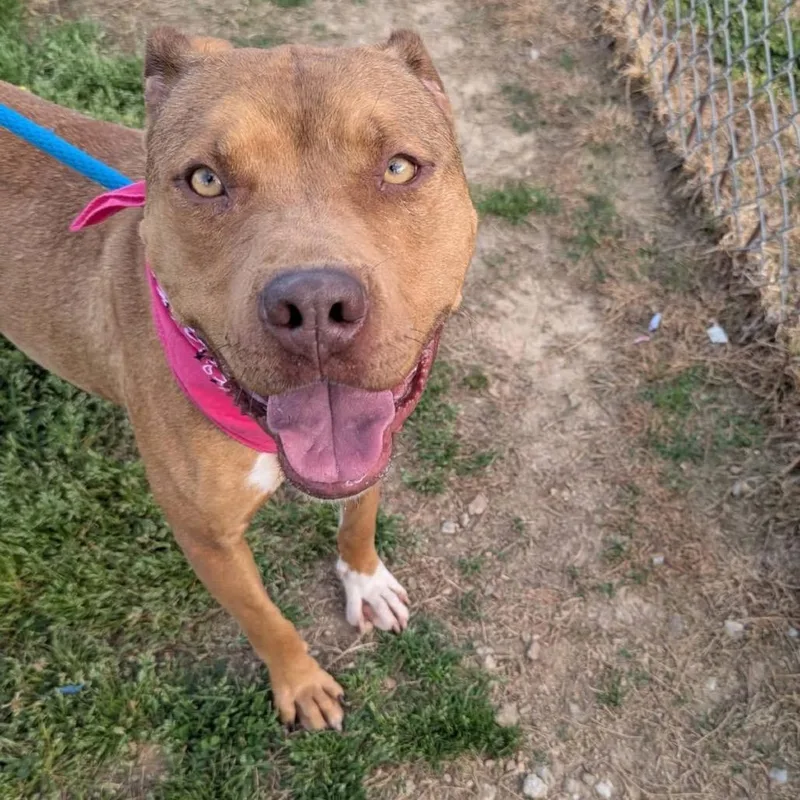 An adult large-sized female Red / Chestnut / Orange Mixed Breed dog named Constellation for adoption in Columbiana, AL