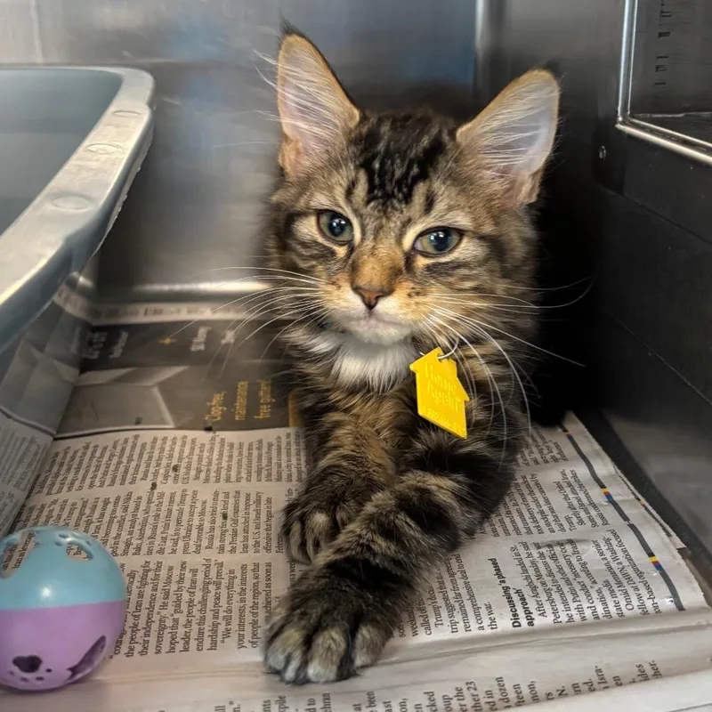 A baby small-sized male Brown / Chocolate Domestic Medium Hair cat named Tennessee Whiskey for adoption in Springfield, MA