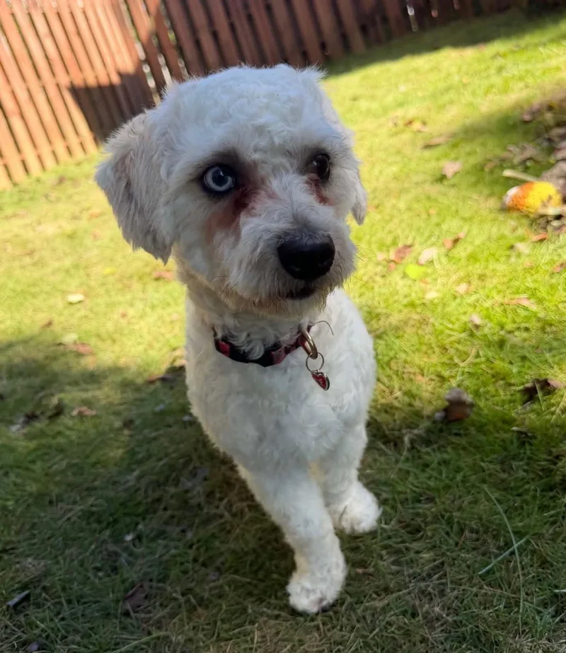 A young small-sized male White / Cream Miniature Poodle dog named Dexter for adoption in Calera, AL