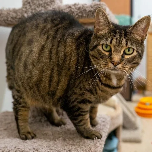 An adult large-sized female Domestic Short Hair cat named Suzie for adoption in Prince Frederick, MD