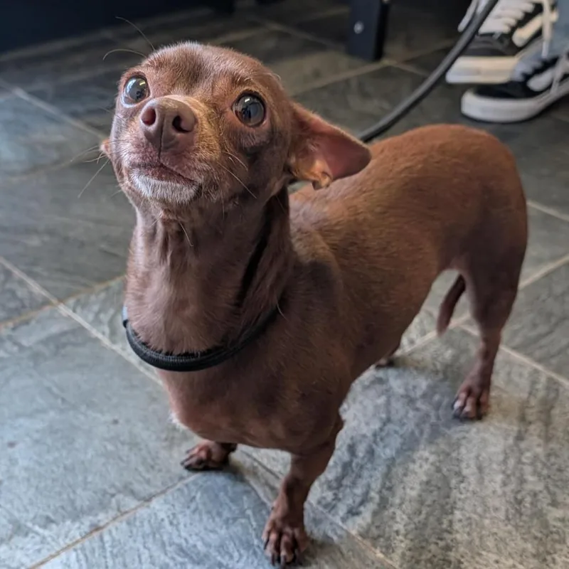 An adult small-sized female Red / Chestnut / Orange Chihuahua dog named Athena for adoption in Clearwater, FL