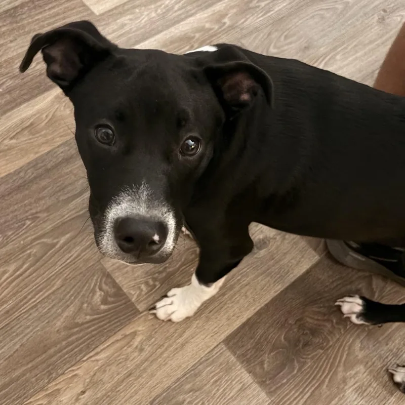 A young medium-sized male Black Mixed Breed dog named Dewey for adoption in Calabash, NC