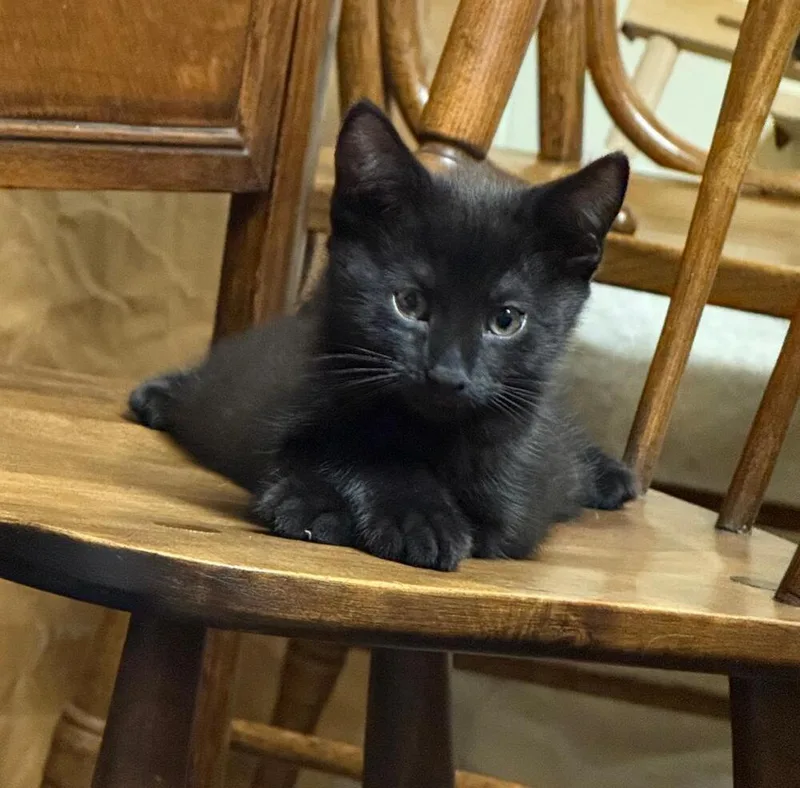 A baby small-sized male Black Domestic Short Hair cat named Manny for adoption in Breinigsville, PA