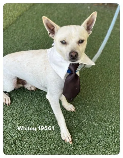 A young small-sized male White / Cream Terrier dog named Whitey for adoption in Marietta, GA