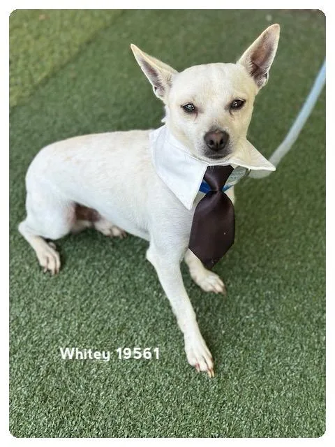 Whitey thumbnail 3