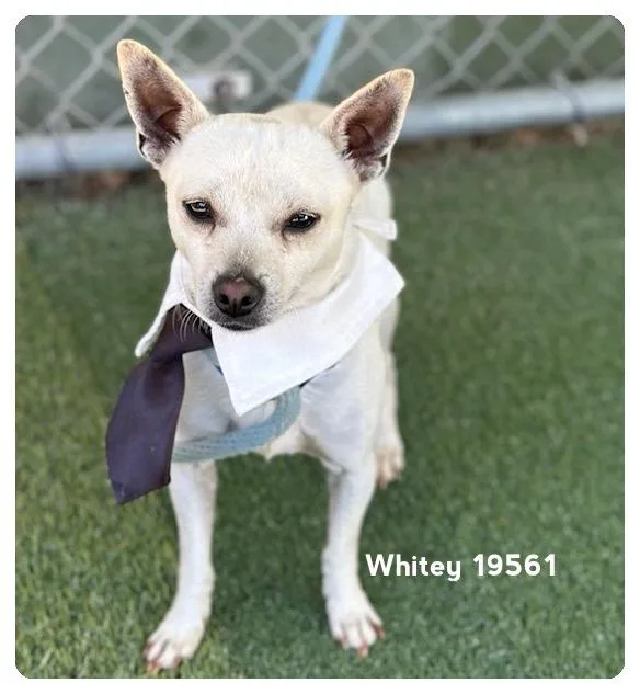 Whitey thumbnail 4