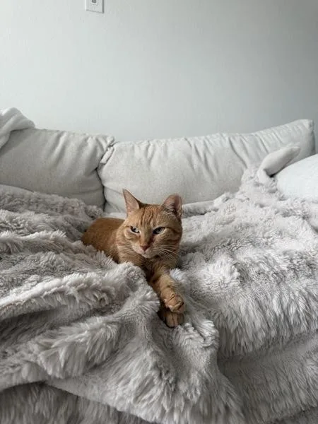 An adult small-sized female Domestic Short Hair cat named Kai for adoption in Austin, TX