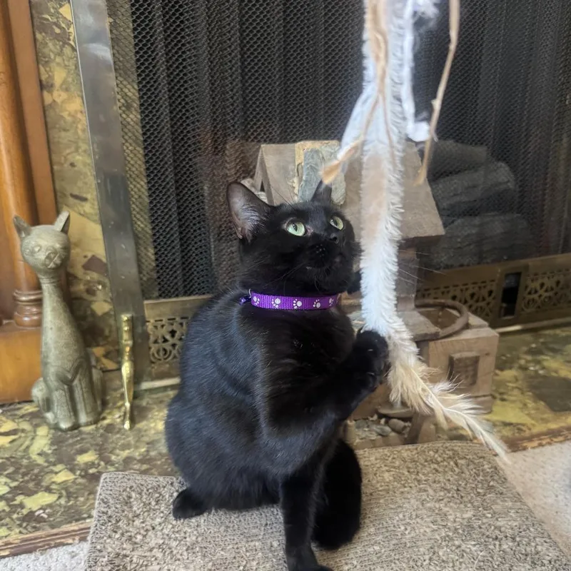 An adult medium-sized female Black Domestic Short Hair cat named Onyx for adoption in Marietta, GA