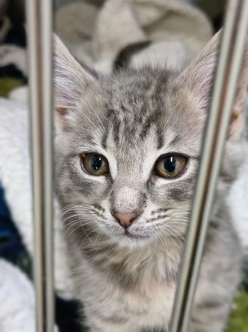 A baby medium-sized female Tabby (Gray / Blue / Silver) Tabby cat named Luna for adoption in Oriental, NC