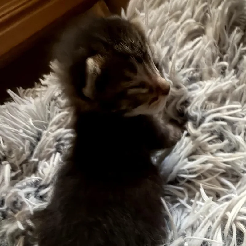 A baby small-sized male Gray / Blue / Silver Domestic Short Hair cat named Gobi for adoption in Long Beach, CA