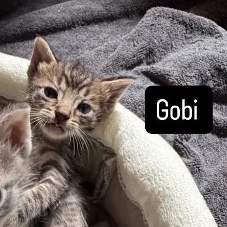 Gobi thumbnail 2