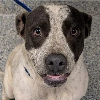 An adult medium-sized male White / Cream Mixed Breed dog named Jacob for adoption in Greenville, SC