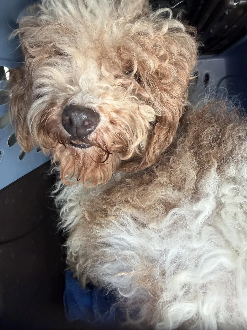 An adult small-sized female Miniature Poodle dog named Janet Wood for adoption in Blue Springs, MO