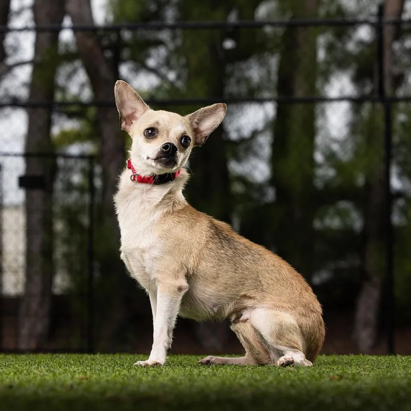 An adult small-sized female Yellow / Tan / Blond / Fawn Chihuahua dog named Princess for adoption in Jupiter, FL
