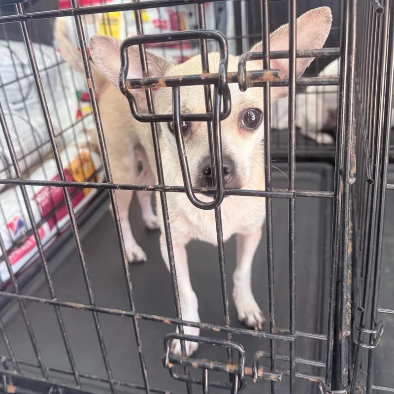 Princess thumbnail 2