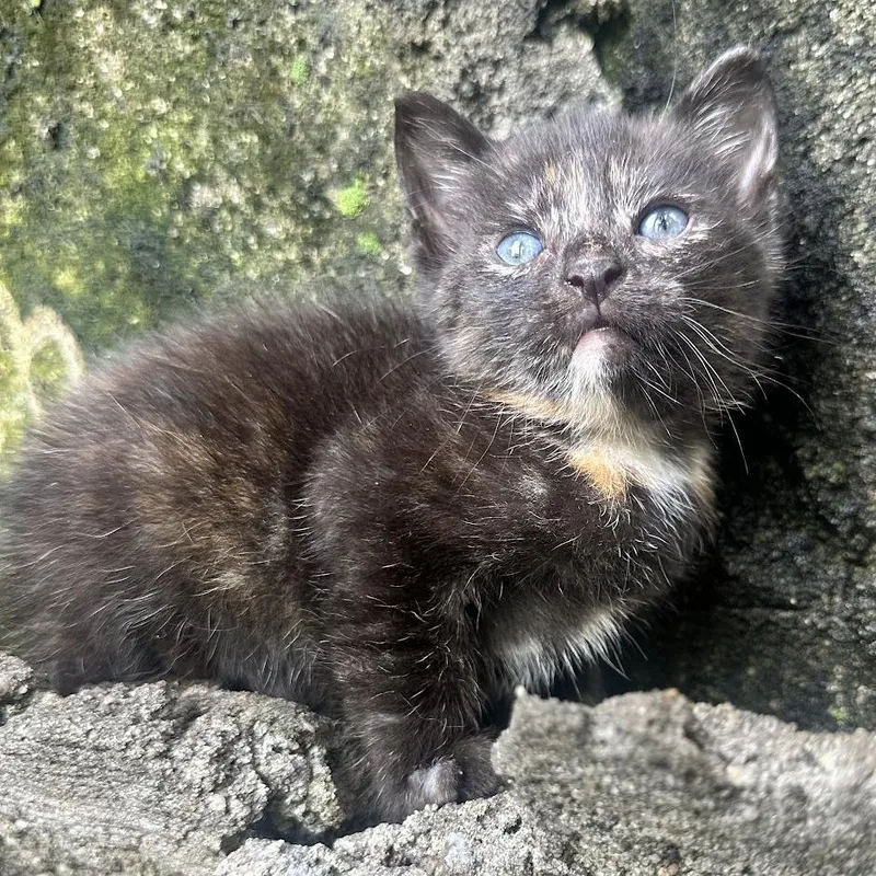A baby small-sized female Tortoiseshell Domestic Short Hair cat named Esmeralda for adoption in Brooklyn, NY
