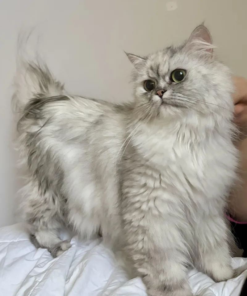 Queen Esther thumbnail 2