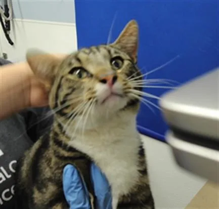 A young small-sized male Domestic Short Hair cat named Patroclus for adoption in Albuquerque, NM
