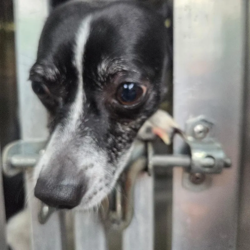 An adult small-sized male Black Mixed Breed dog named Newspupper for adoption in Columbus, GA