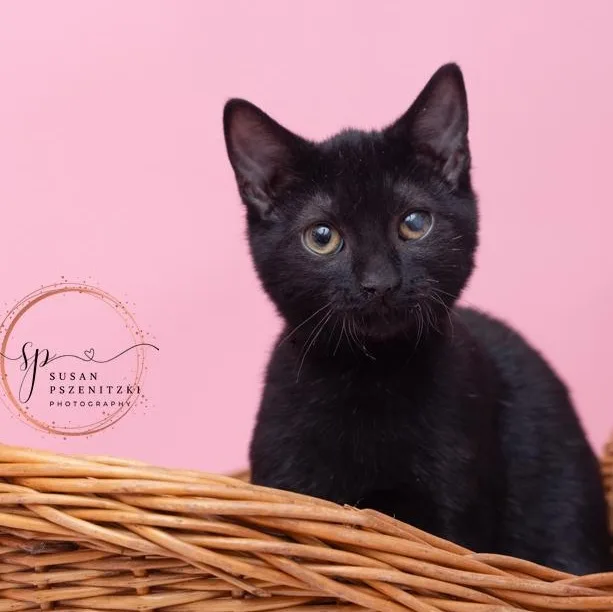 A baby medium-sized male Black Domestic Medium Hair cat named Stewart Fun And Friendly for adoption in Bethel, CT