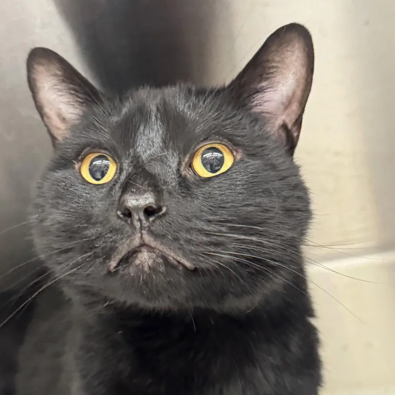 An adult medium-sized male Black Domestic Short Hair cat named Ricky for adoption in Winchendon, MA