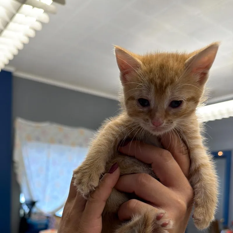 A baby small-sized female Orange / Red Domestic Medium Hair cat named Donnie for adoption in Oak Hill, WV