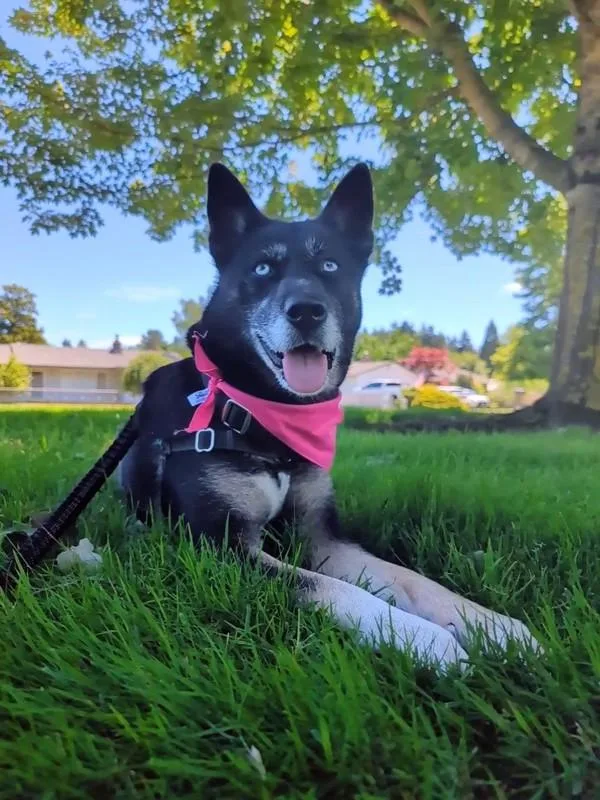 Nikita