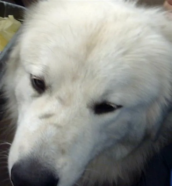 An adult extra large-sized male Mixed Breed dog named Narcissus for adoption in Dallas, TX