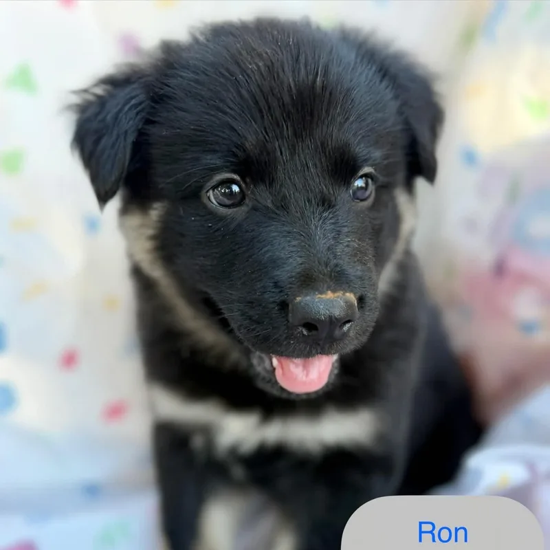Ron