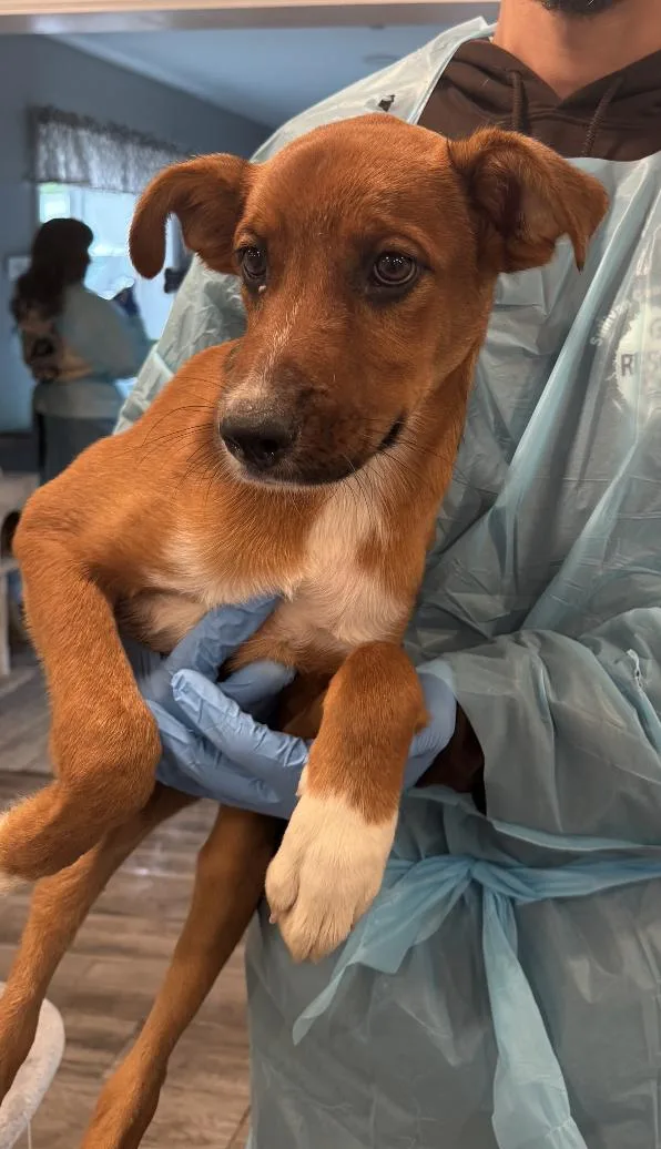 A baby medium-sized male Mixed Breed dog named Snowball for adoption in Rock Hill, NY