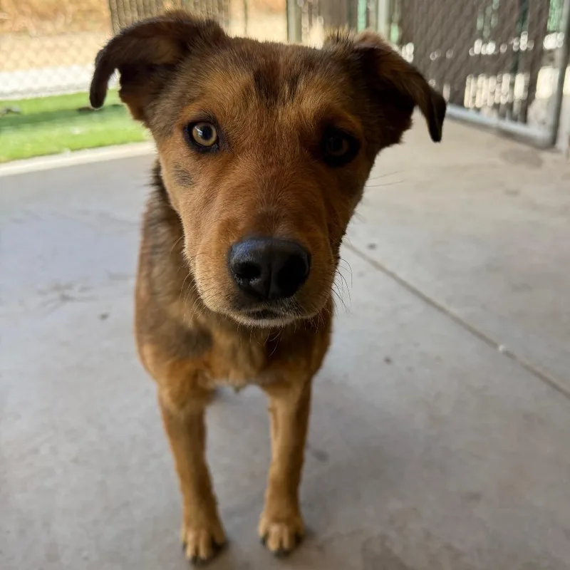A young medium-sized female Yellow / Tan / Blond / Fawn Mixed Breed dog named Janice for adoption in Flagstaff, AZ