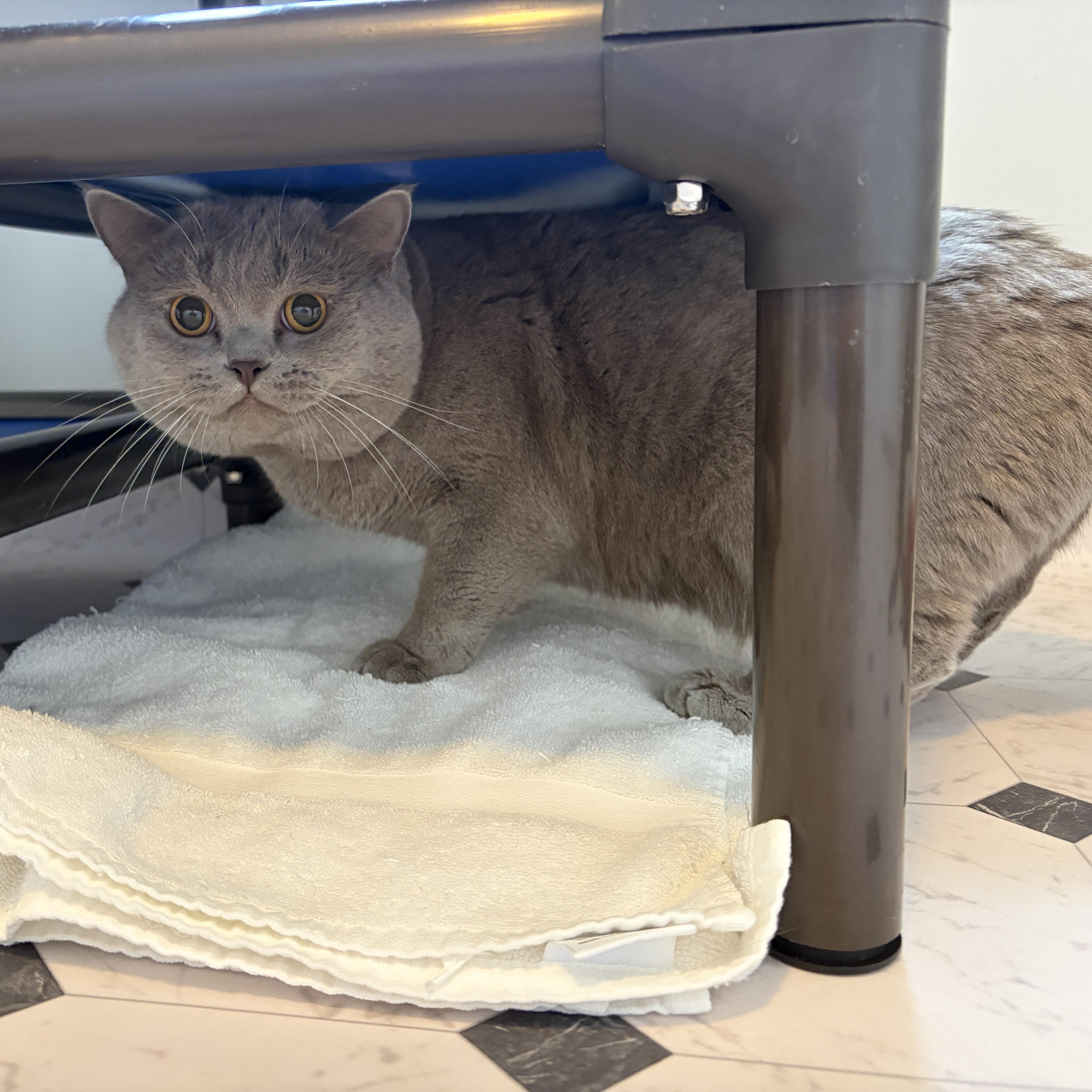 A young large-sized male British Shorthair cat named Kian for adoption in Lancaster, PA