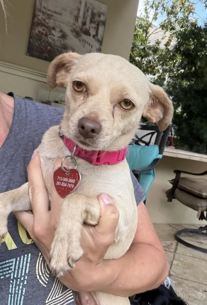An adult small-sized female Chihuahua dog named Pokey for adoption in Richmond, TX