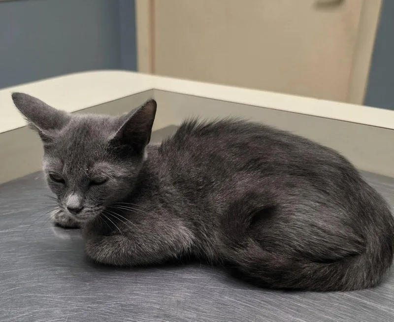 A young medium-sized female Russian Blue cat named Dukce for adoption in Boynton Beach, FL
