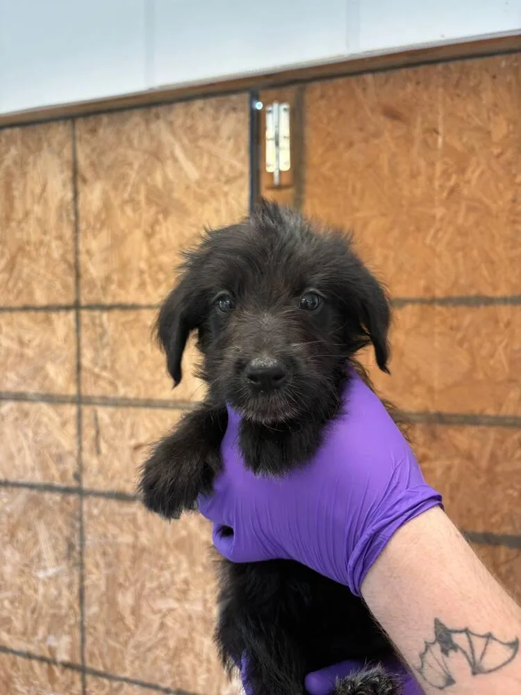 Ellie Mae thumbnail 3