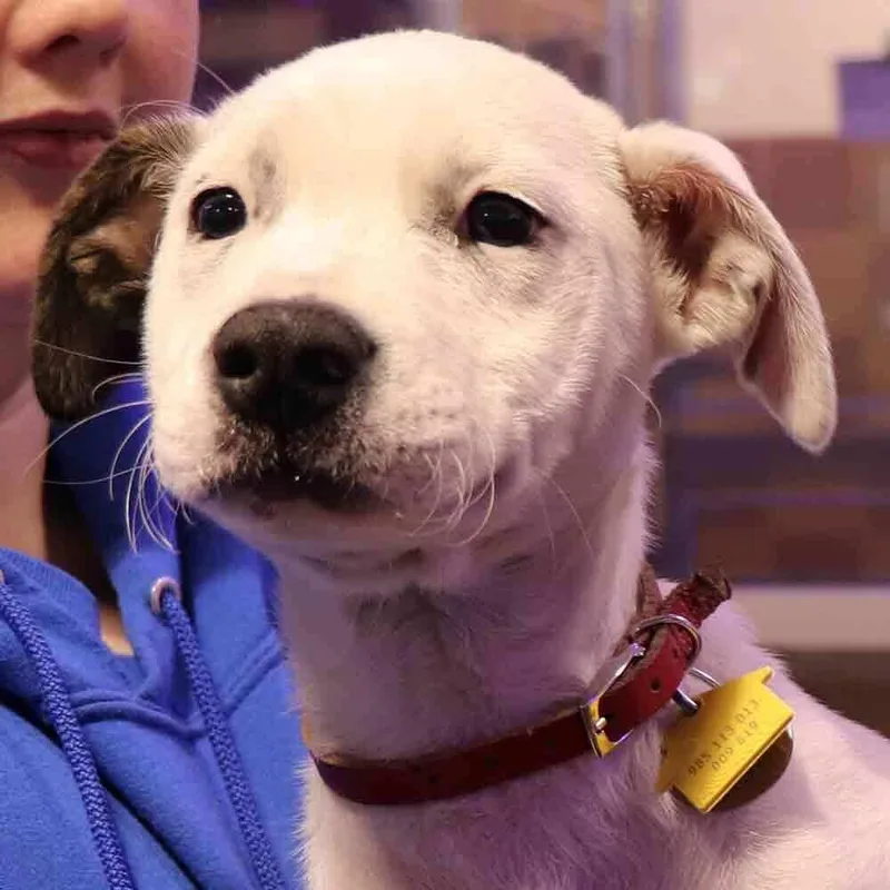 A baby small-sized female Mixed Breed dog named Candy for adoption in Port Washington, NY