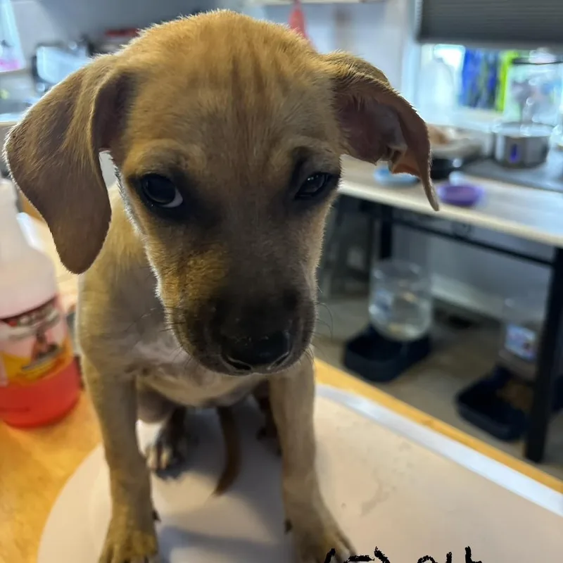 A baby small-sized female Yellow / Tan / Blond / Fawn Mixed Breed dog named Uta for adoption in Bellingham, WA